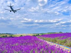 -空港花田景区
