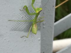 -锡兴记(紫荆花路店)