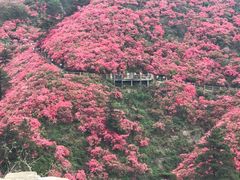 -木兰云雾山