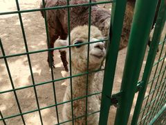 -石家庄市动物园