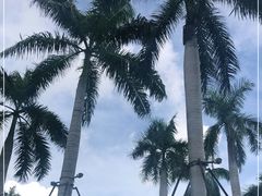 -三亚湾红树林度假世界(木棉酒店)