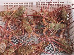 -外伶仃岛海鲜市场