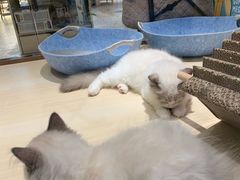 -momokira米努特·德文卷毛猫·棉花面纱犬