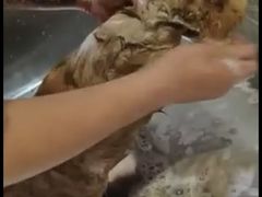 -宠爱国际动物医院·消化内科·心肾内科·ISFM猫友好(望京店)