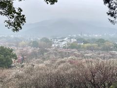 -香雪海