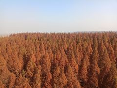 -黄海国家森林公园