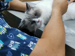 -爱侣宠医·鹦鹉专科·小型哺乳类·异宠专科(灵石路店)