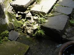 -东梓关景区村庄