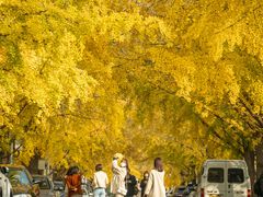 -三里屯东五街银杏大道