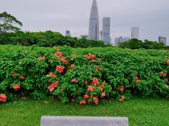 -深圳湾公园(南山区)