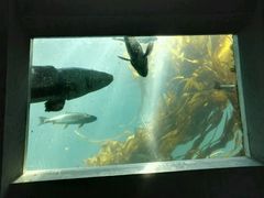 -西雅图水族馆