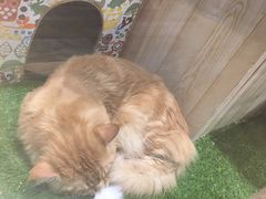 -藏猫猫咖啡主题馆(中央大道店)