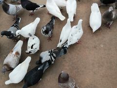 -延安杨家岭革命旧址