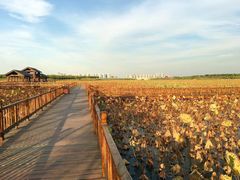 -天津东丽湖风景区