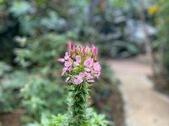 -正佳雨林生态植物园