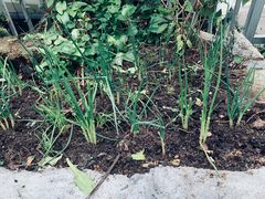 -Again Coffee Roaster(香蜜湖店)