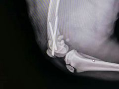 -宠福鑫康馨动物医院·骨科·眼科