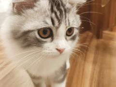-飞行喵MR PILOT|猫舍·猫咖(静安大融城店)