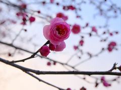 -武汉园博园(武汉自然博物馆)