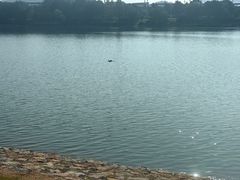 -羊山湖公园
