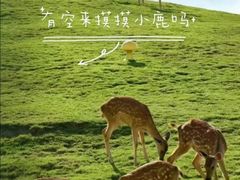 -仰天湖大草原