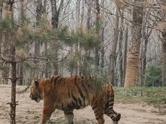 -北京野生动物园