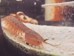-凯华海鲜火锅·传承三十六年