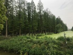 -渌洋湖湿地公园