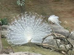 -泉州海丝野生动物世界