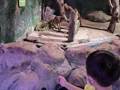 -正佳雨林生态植物园