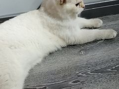 -浣熊柯尔鸭土拨鼠·电玩咖