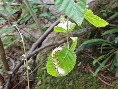 -青峰峡国家森林公园