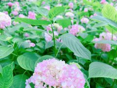 -上海滨江森林公园