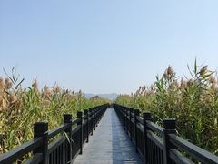 -芒洲湿地公园
