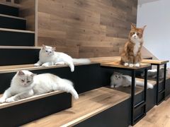 -瞄一喵猫咖(格力海岸店)