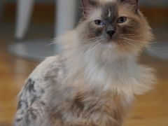 -Cappucimeow猫咪咖啡馆(韦伯时代店)