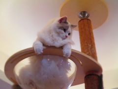 -滚猫咖啡·猫咖·猫友好撸猫(未来城店)