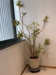 -WENDY·温迪皮肤管理