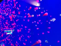 -成都浩海立方海洋公园