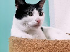 -猫在这儿猫咪咖啡馆·撸猫馆