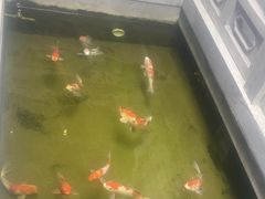 -鲤院·新中式美学·庭院餐厅(夫子庙店)