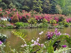 -深圳仙湖植物园
