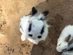 -鄂尔多斯野生动物园