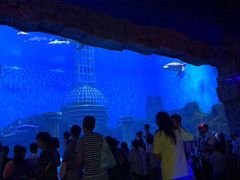 -芜湖新华联大白鲸海洋公园