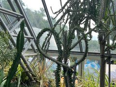 -深圳仙湖植物园