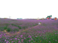 iphone_upload_pic-紫颐香薰山谷景区
