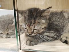 -屋虎猫馆(宝安大仟里店)