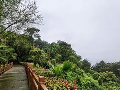 -铁山坪森林公园