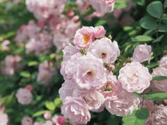 -杭州观成实验学校