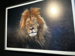 -罗红摄影艺术馆